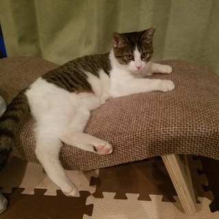 保健所保護猫 半年猫ちゃん里親募集