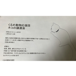 久留米　猫の譲渡会！　11/10