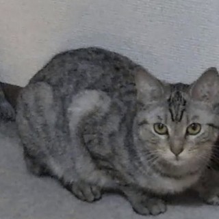 保護猫　キャラメル