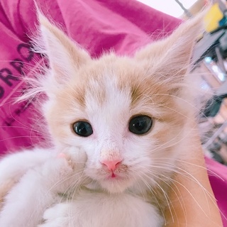 ノルウェージャンの子猫・オス