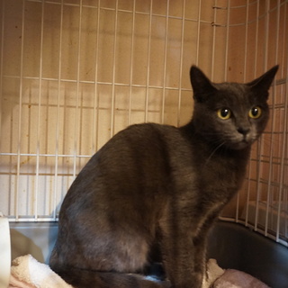 奄美のイジュ、ロシアンブルー風、医療済