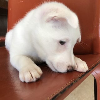 天真爛漫なおちゃめ子犬❣️幸せ家族が決まった❣️