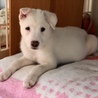 天真爛漫なおちゃめ子犬❣️幸せ家族が決まった❣️ サムネイル2