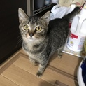 3カ月くらい　キジの女の子　人馴れ抜群