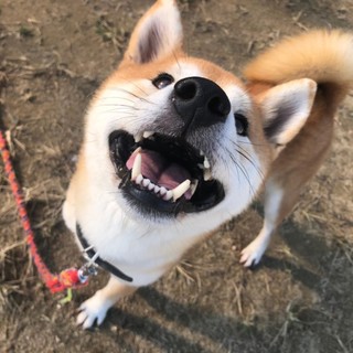 人懐っこい。ジン♂柴