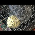 ウサギの里親募集