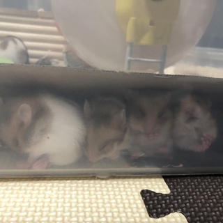 ゴールデンハムスター（ノーマル）の赤ちゃん