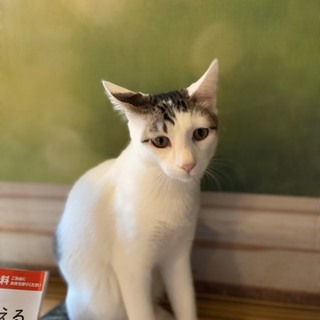 おこわ君★5頭を保護★残り1匹の福猫ちゃんです
