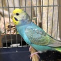 セキセイ若鳥メス里親様決定！ありがとうございます