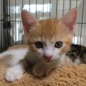 整った顔立ちのイケニャン、茶トラのわおんです！