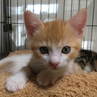 整った顔立ちのイケニャン、茶トラのわおんです！