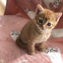 台風で母猫とはぐれ必死で生きてた茶トラくん！