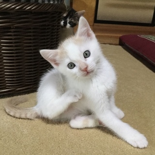 白茶のフワフワの男の子、しらべです！