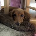 人が大好き！Mダックス2歳♀(交渉中)
