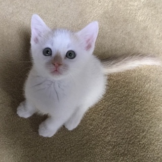 ブルーアイの白猫のイケメン、かなでです！