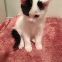 可愛いふわふわ白黒子猫ちゃん