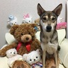 あんずwithくまさん