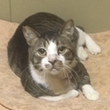 とても人懐っこいキジ白くん