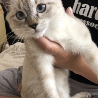 シャム風　甘えん坊の男の子