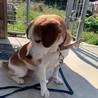 ビーグルミックスの里親募集 サムネイル2