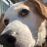 ビーグルミックスの里親募集 サムネイル3