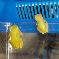 ケロッピ&ケロケロッピ