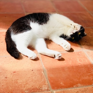 この子と家族になると生活に笑いが増えます。