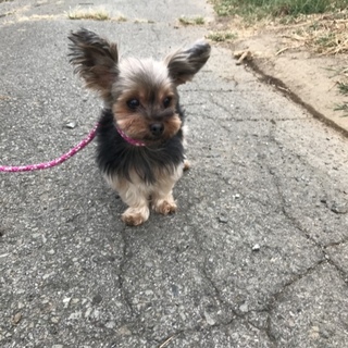 ヨークシャテリア 8歳 女の子 リリーちゃん
