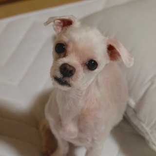 ミッシーザマルチーズ