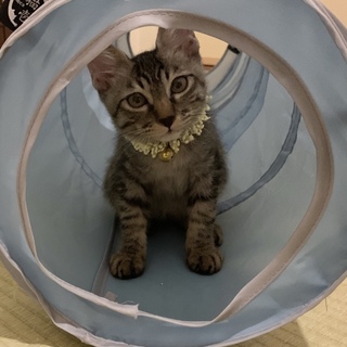 お留守番バッチリ！まん丸瞳が麗しい子猫！