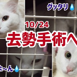 「4期生カイソラ 10/24日去勢手術へ」サムネイル1