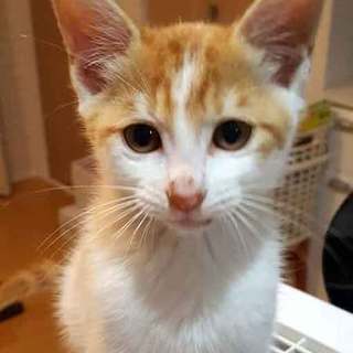 忍者のようなしまじろう