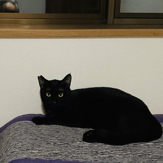 ツヤツヤの綺麗な黒猫さん華ちゃん