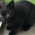 推定2ヶ月黒猫好きさんへ❤️