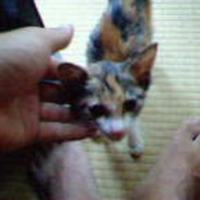 むーちゃんむーちゃんむーちゃんのカバー写真