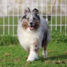 【里親決定】シェルティ☆ブルーマール☆かまって君 サムネイル3