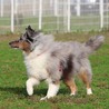 【里親決定】シェルティ☆ブルーマール☆かまって君 サムネイル6