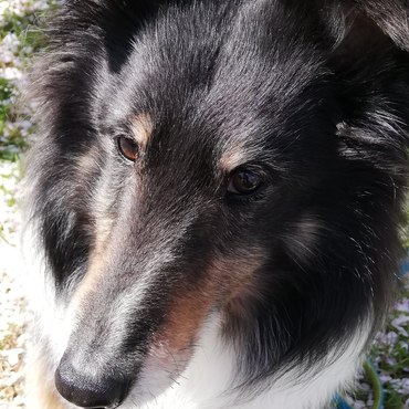 アーク（Arc）の写真