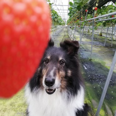 アーク（Arc）の写真