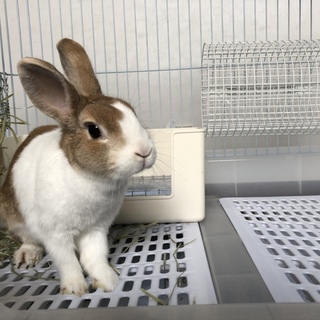 メスのミニうさぎ　里親募集