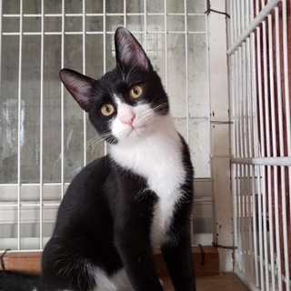 懐っこい『黒白の男の子』推定６カ月（キジ白の兄妹）