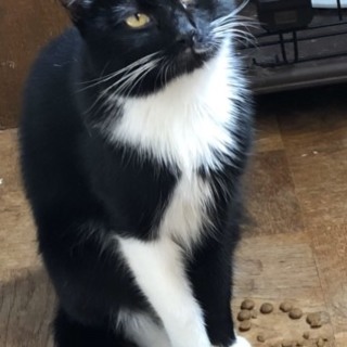 とにかく人慣れ抜群！黒白のキイ君♂