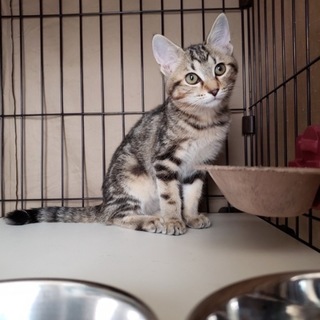 『濃いめキジの女の子』推定３カ月(薄めキジの姉妹)