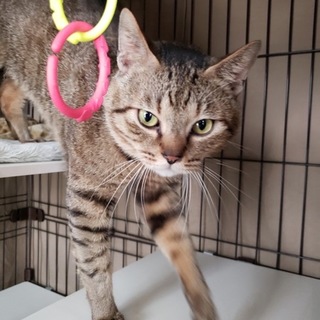 フレンドリーな『キジの男の子』推定５才