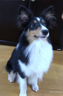 里親決定 トライカラ 神奈川県 犬の里親募集 27 ペットのおうち 月間利用者150万人
