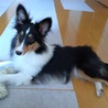 【里親決定】★トライカラー★関東周辺★持病あり サムネイル2