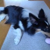 【里親決定】★トライカラー★関東周辺★持病あり サムネイル3