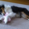 【里親決定】★トライカラー★関東周辺★持病あり サムネイル4