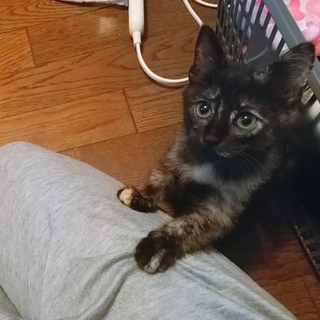 【ﾄﾗｲｱﾙ決定】ちょこんと座る、可愛い女の子です