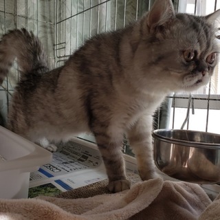 懐っこい『ミヌエットの男の子』推定１才